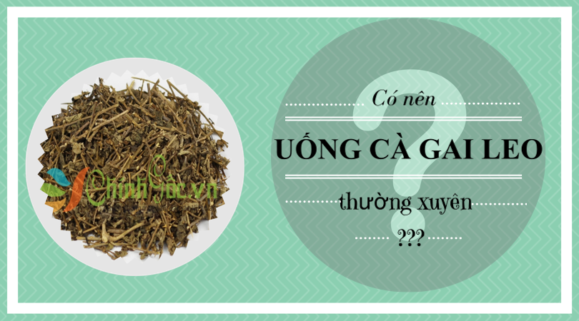 co nen uong ca gai leo thuong xuyen