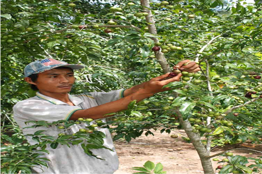 Rượu hồng quân