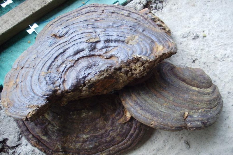 Nấm Linh Chi rừng