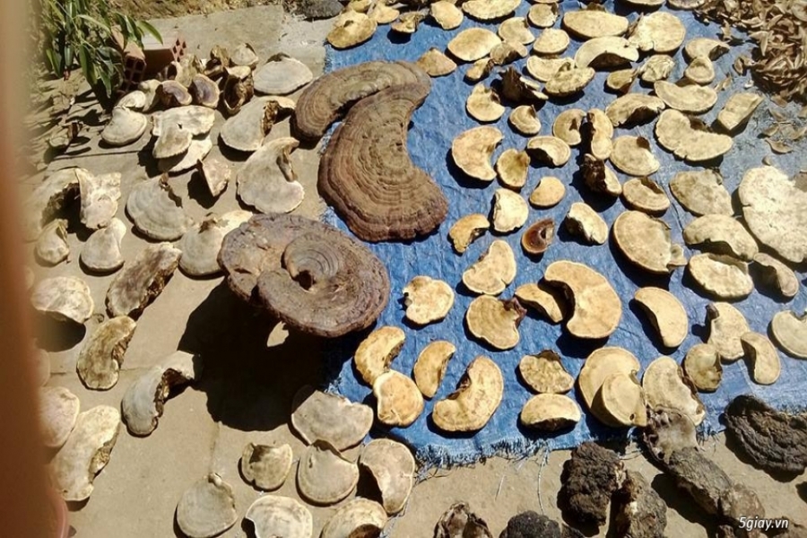 Nấm Linh Chi rừng