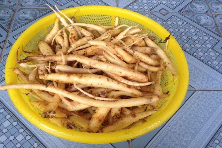 Rượu sâm dây Kon Tum