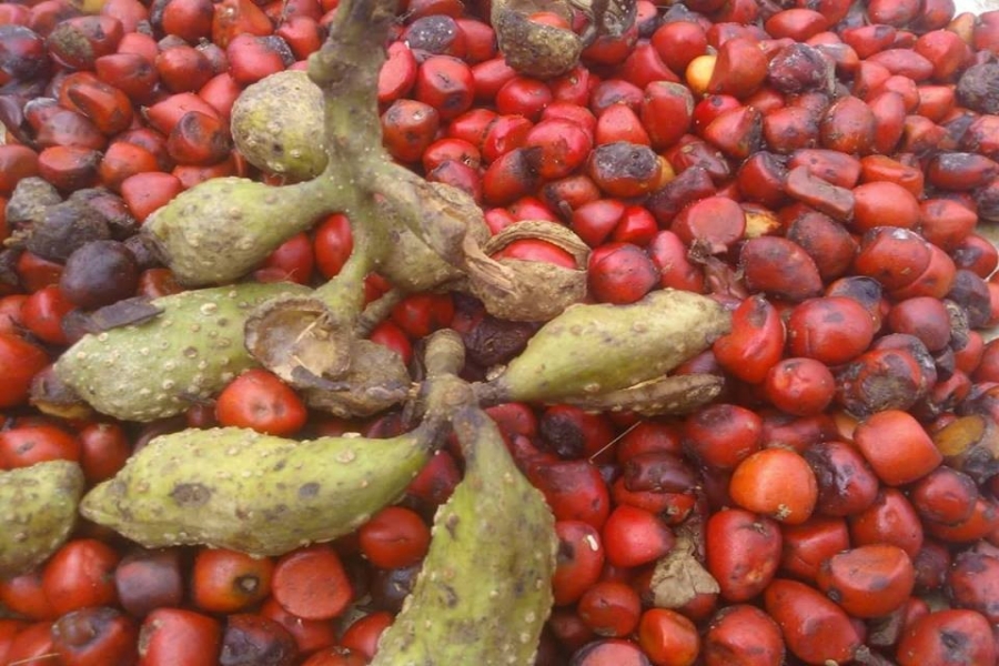 Hạt dổi Lai Châu