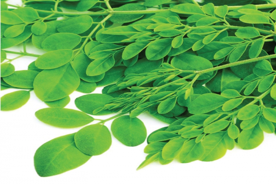 Bột lá chùm ngây