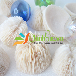 San hô Little Mushroom Coral