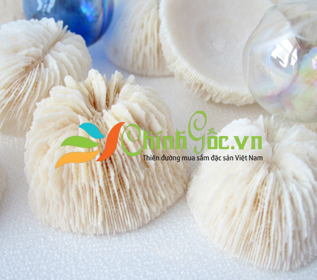San hô Little Mushroom Coral