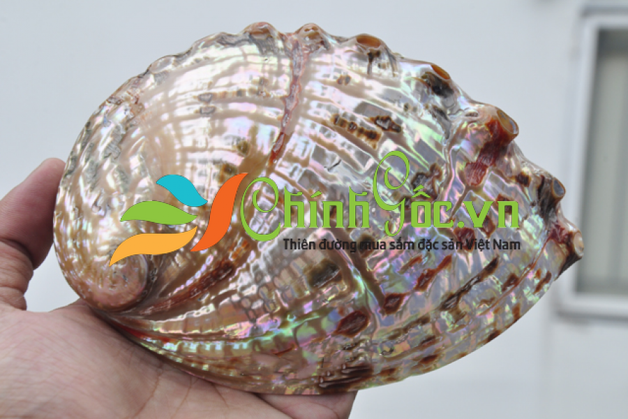 Vỏ bào ngư vành tai đỏ