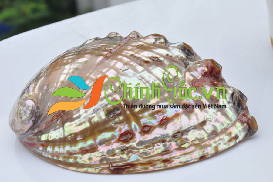 Vỏ bào ngư vành tai đỏ