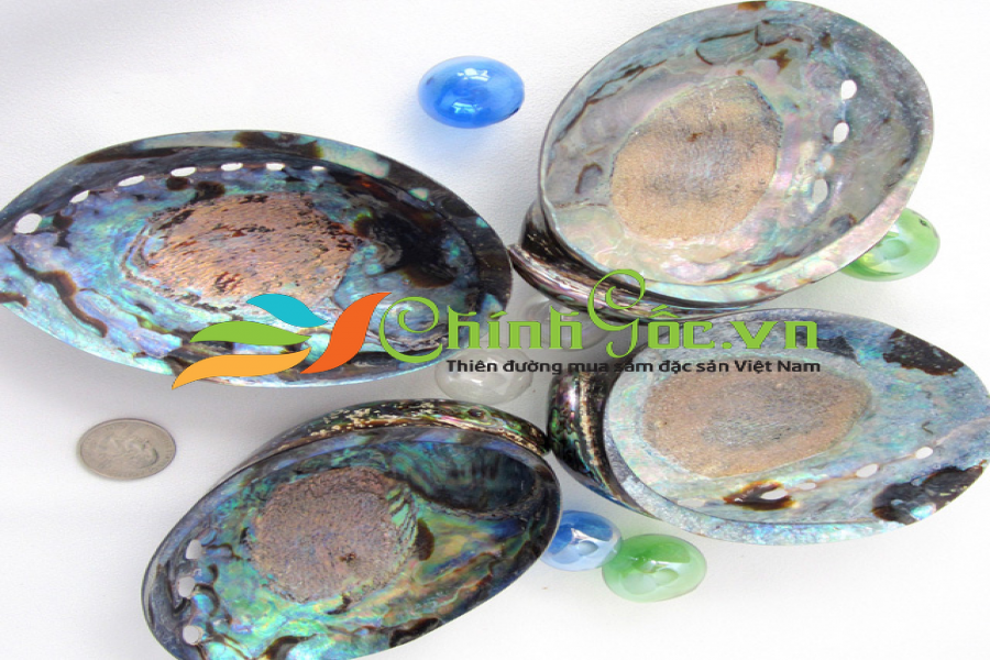Vỏ bào ngư vành tai xanh mài (PAUA POLISHED ABALONE SHELL)