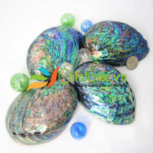 Vỏ bào ngư vành tai xanh mài (PAUA POLISHED ABALONE SHELL)