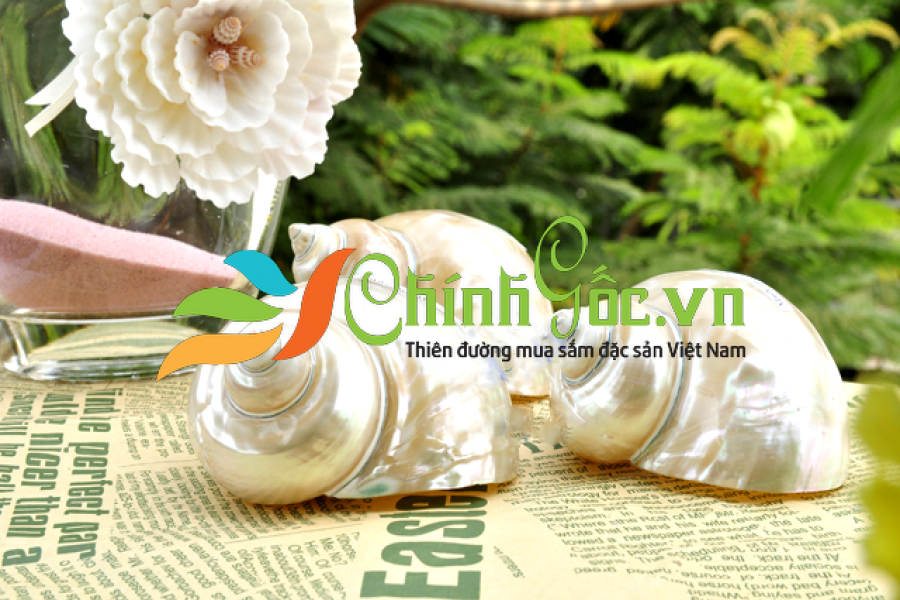 Vỏ ốc khảm xanh nhỏ mài xà cừ