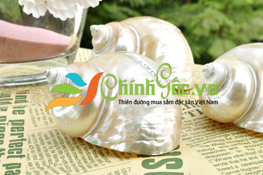 Vỏ ốc khảm xanh nhỏ mài xà cừ