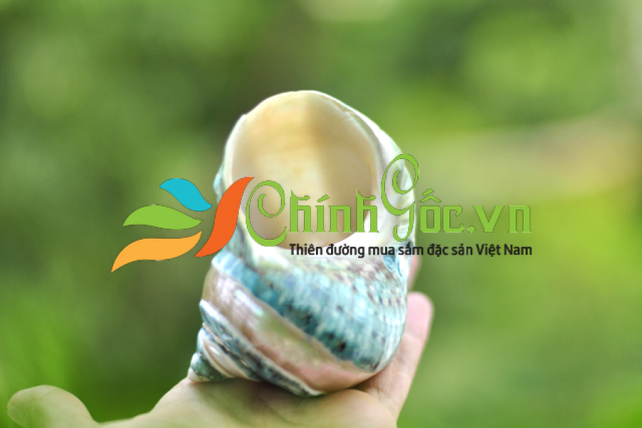 Vỏ ốc xà cừ khảm xanh nhỏ kẻ vạch