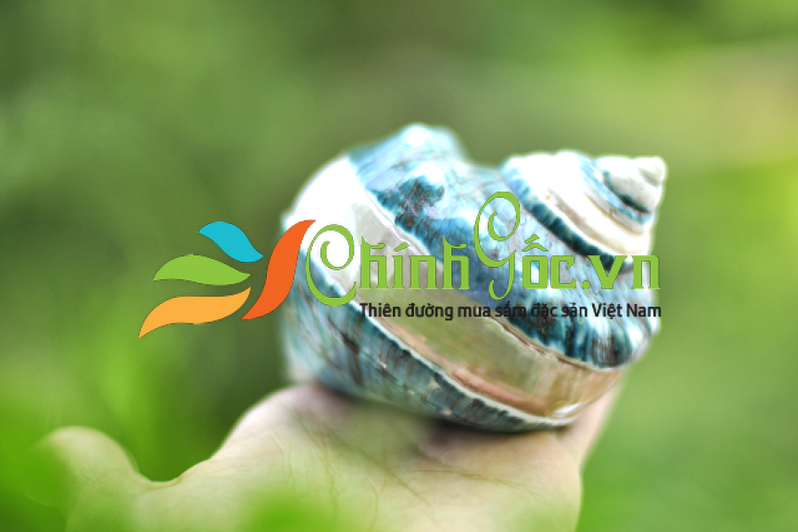 Vỏ ốc xà cừ khảm xanh nhỏ kẻ vạch