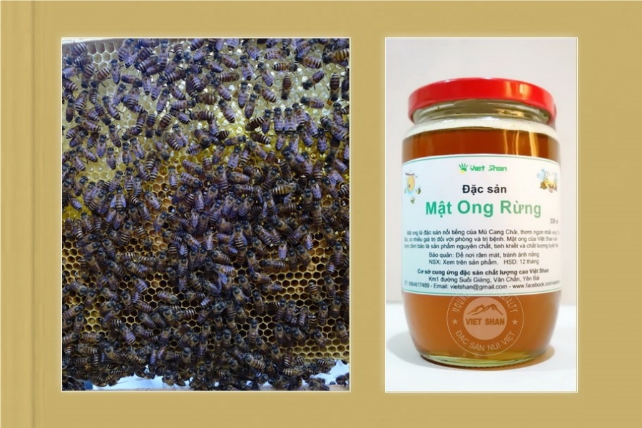 Mật ong rừng Mù Cang Chải