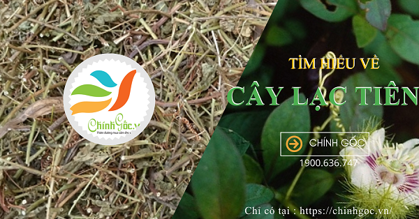 TIM HIEU VE CAY LAC TIEN