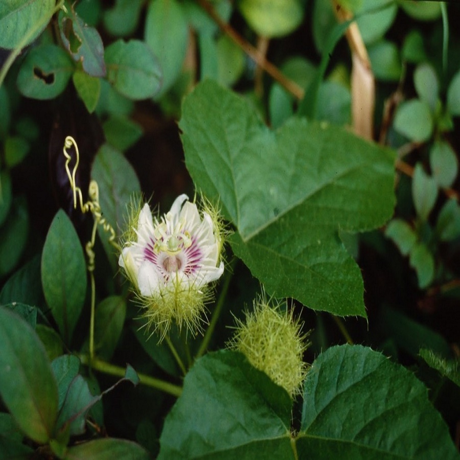 Cây Lạc Tiên Khô