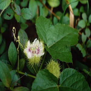 Tác dụng của cây lạc tiên với bà bầu