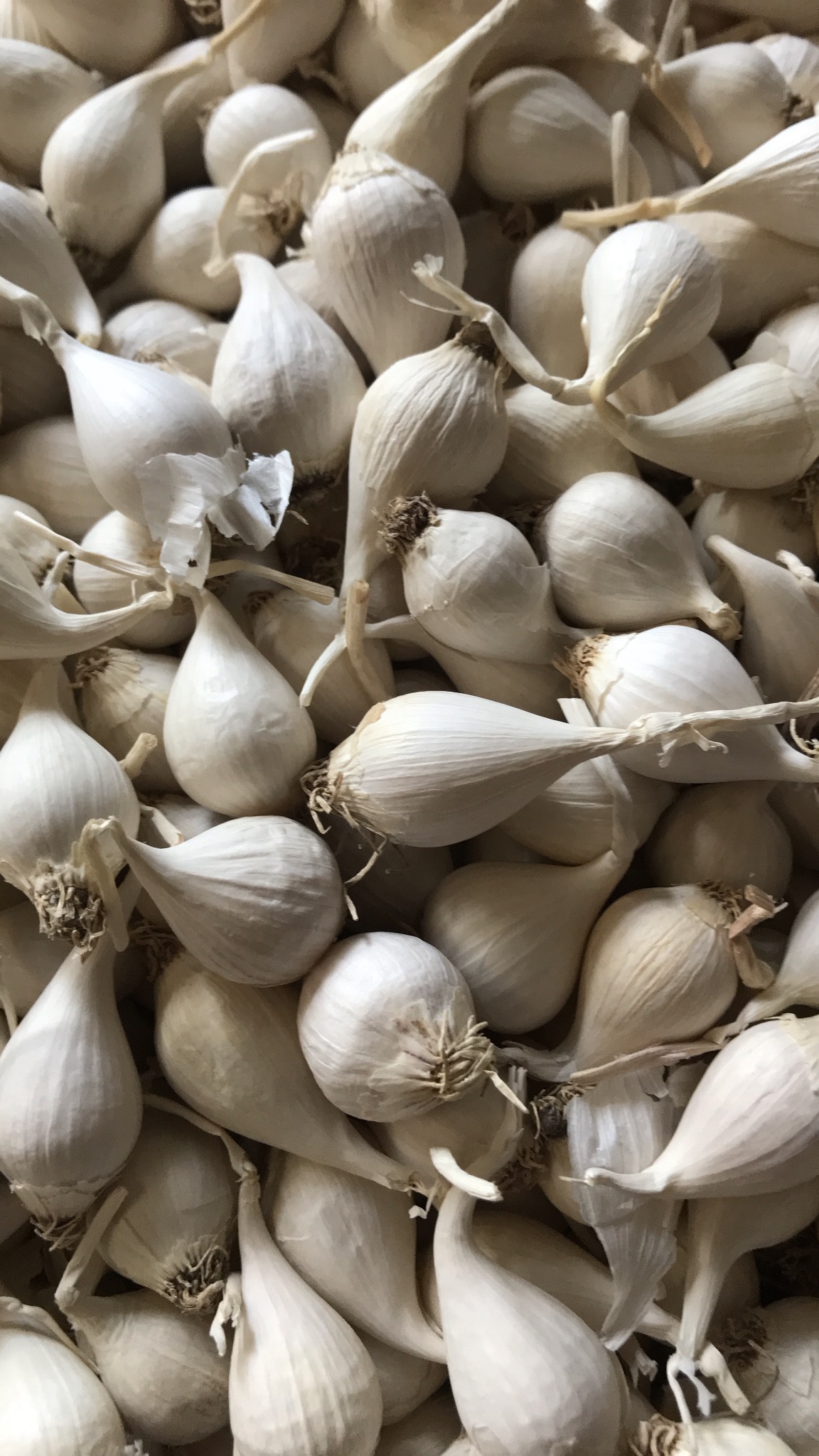 Tỏi cô đơn Lý Sơn