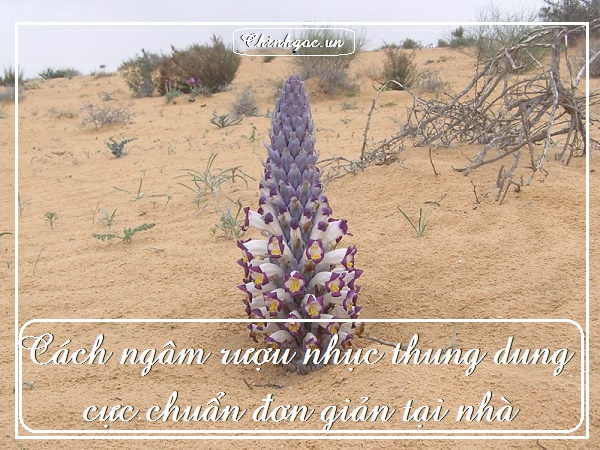 cach ngam ruou nhuc thung dung