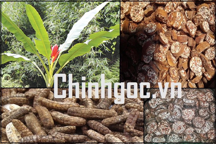 Chuối hột rừng khô SaPa