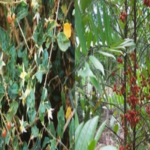 Sự kết hợp cà gai leo và mật nhân là giải pháp tốt nhất cho viêm gan B