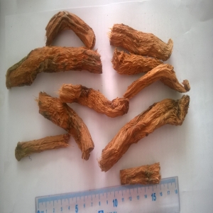 Thiên niên kiện giải pháp tốt nhất cho bệnh xương khớp