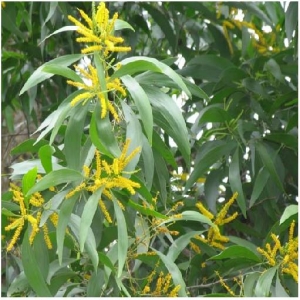 Giải đáp tinh dầu tràm và dầu tràm khác nhau như thế nào