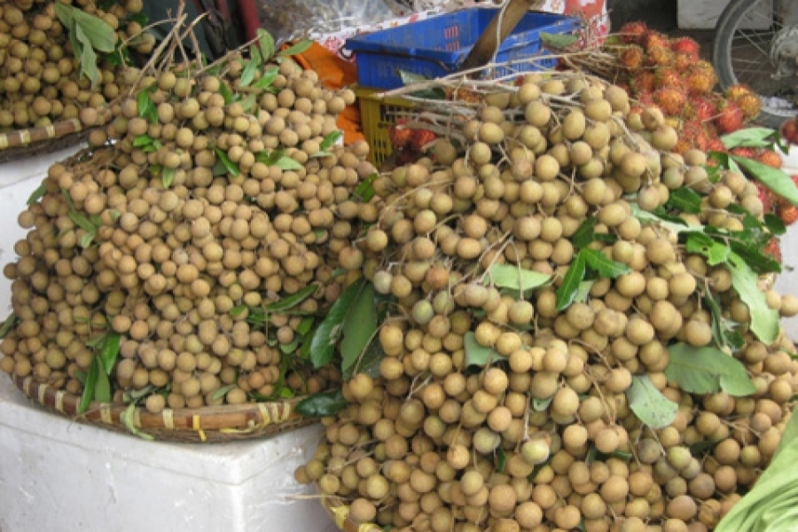 Long Nhãn Hưng Yên