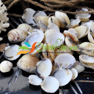 Vỏ Sò Còm Cọp (GAFRARIUM TUMIDUM CLAM)