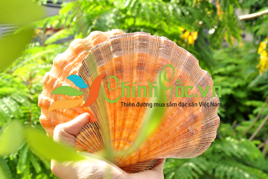 Vỏ Sò Điệp Cam Lớn