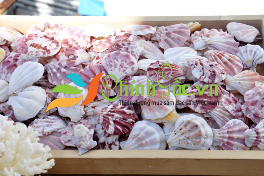 Vỏ Sò Điệp Tím Baby