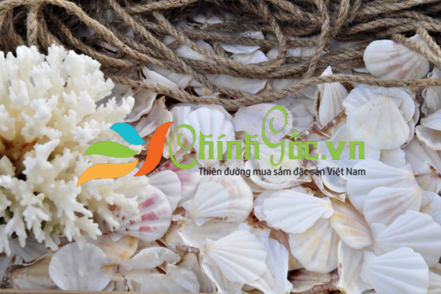 Vỏ Sò Điệp Trắng Baby