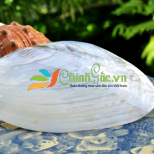 Vỏ Trai Trắng Lớn (POLISHED RAINBOW CLAM)