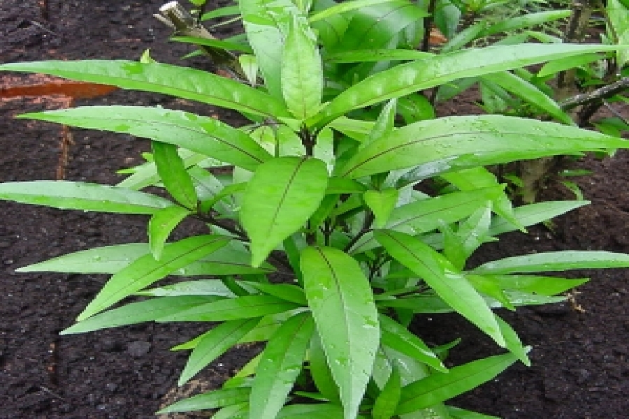 Thuốc Võ Bình Định