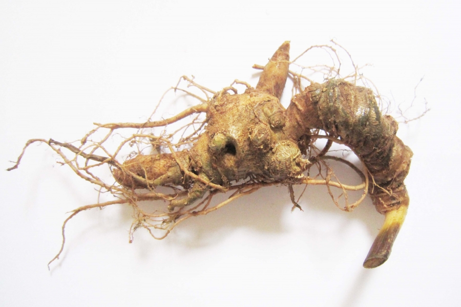 Sâm Ngọc Linh Đà Lạt