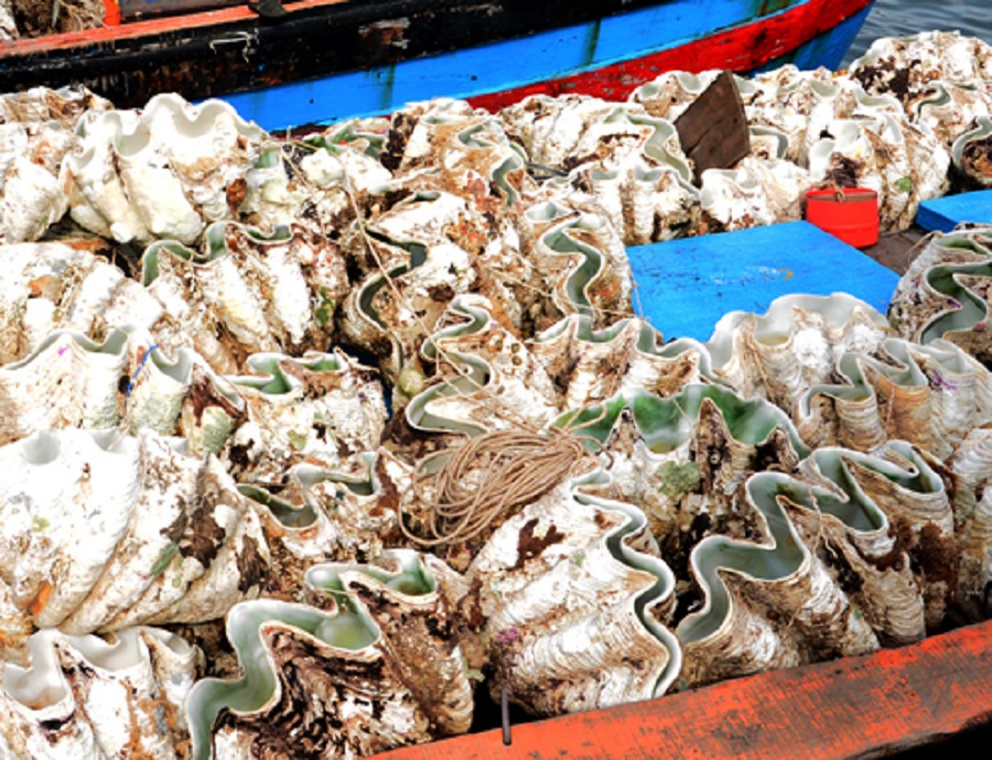 Sò tượng Lý Sơn 