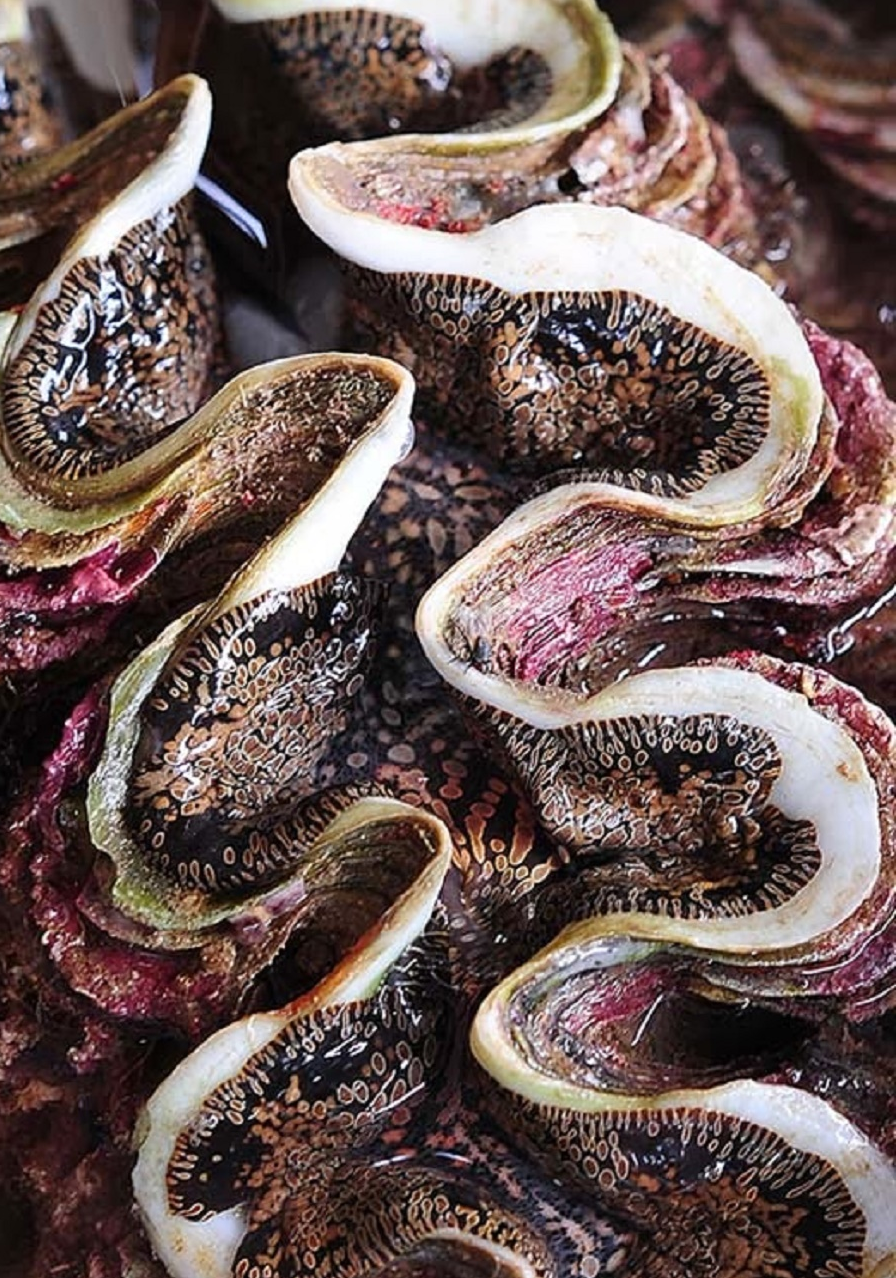 Sò tượng Lý Sơn 