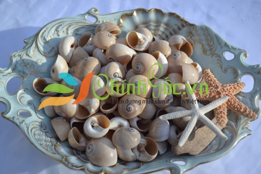 Vỏ Ốc Mỡ Sọc Rằn