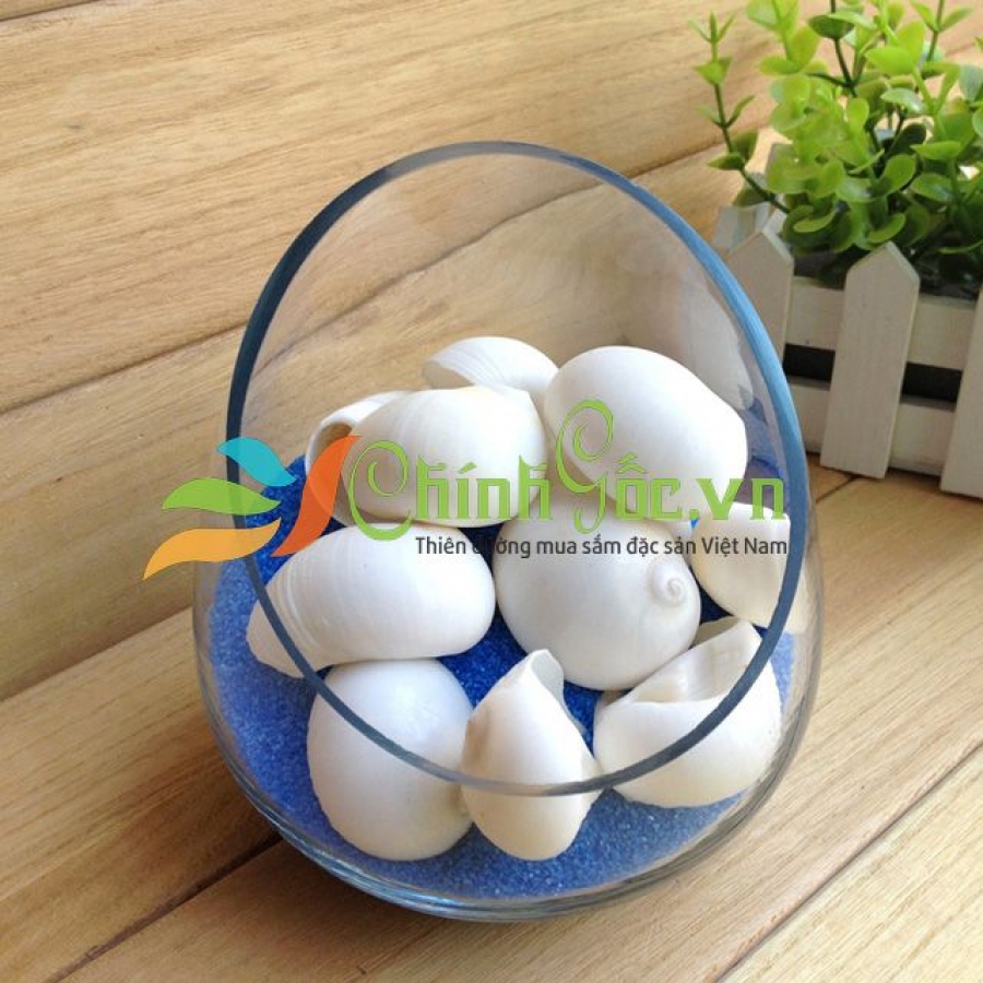 Vỏ Ốc Mỡ Trắng (WHITE MOON SNAIL)