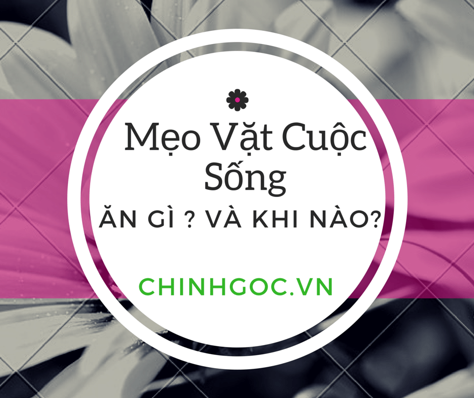 Ăn gì và ăn khi nào ? Mẹo vặt cùng Chính Gốc