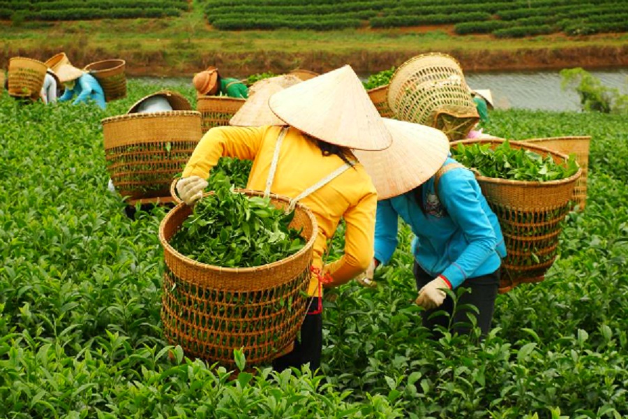 Bột Trà xanh Bảo Lộc