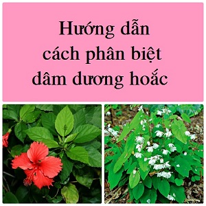 Hướng dẫn cách phân biệt dâm dương hoắc