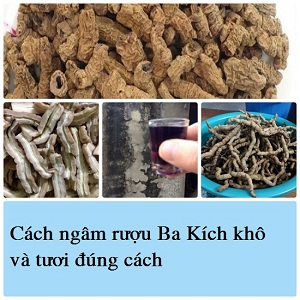 Cách ngâm rượu Ba Kích khô và tươi đúng cách 