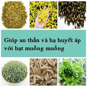 Giúp an thần và hạ huyết áp với hạt muồng muồng