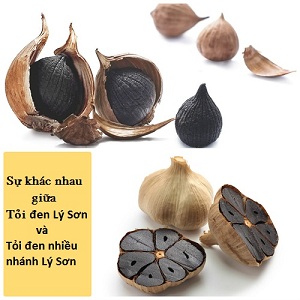 Tỏi đen Lý Sơn và Tỏi đen nhiều nhánh Lý Sơn có gì khác nhau