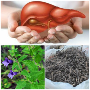 Điều kỳ diệu đến từ cây nhân trần đối với người bị bệnh gan 