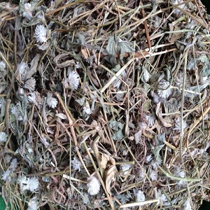 Hướng dẫn cách sử dụng hiệu quả cây nở ngày đất và những tác dụng của nó