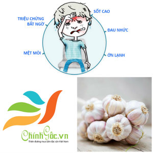 Chữa cảm cúm bằng tỏi Lý Sơn kết hợp cùng các sản phẩm quen thuộc 