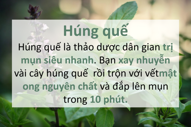 trị mụn bằng húng quế