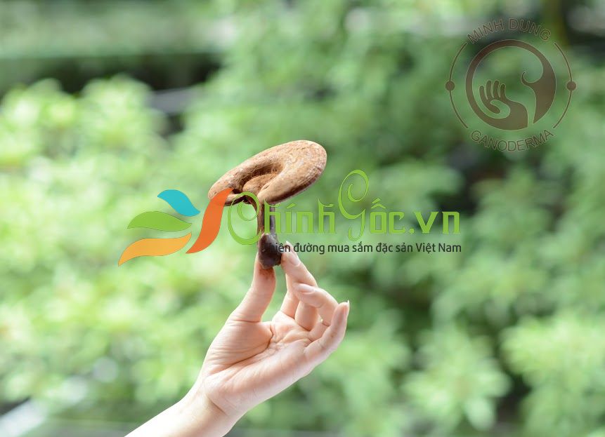 Nấm Linh Chi Minh Dũng